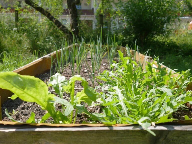 Photo "How to make your own organic garden at home"