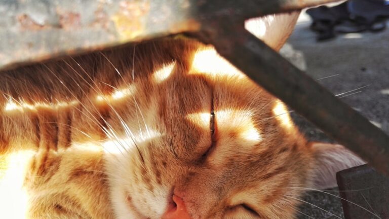 Photo "Dreams about animals: what they symbolize and what messages you can learn from their behaviors"